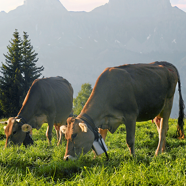 Lactovital's Lactoferrin from Swiss cow milk